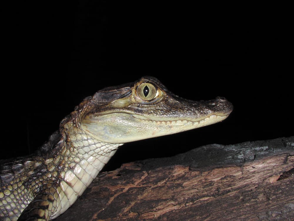Wildlife and night walks