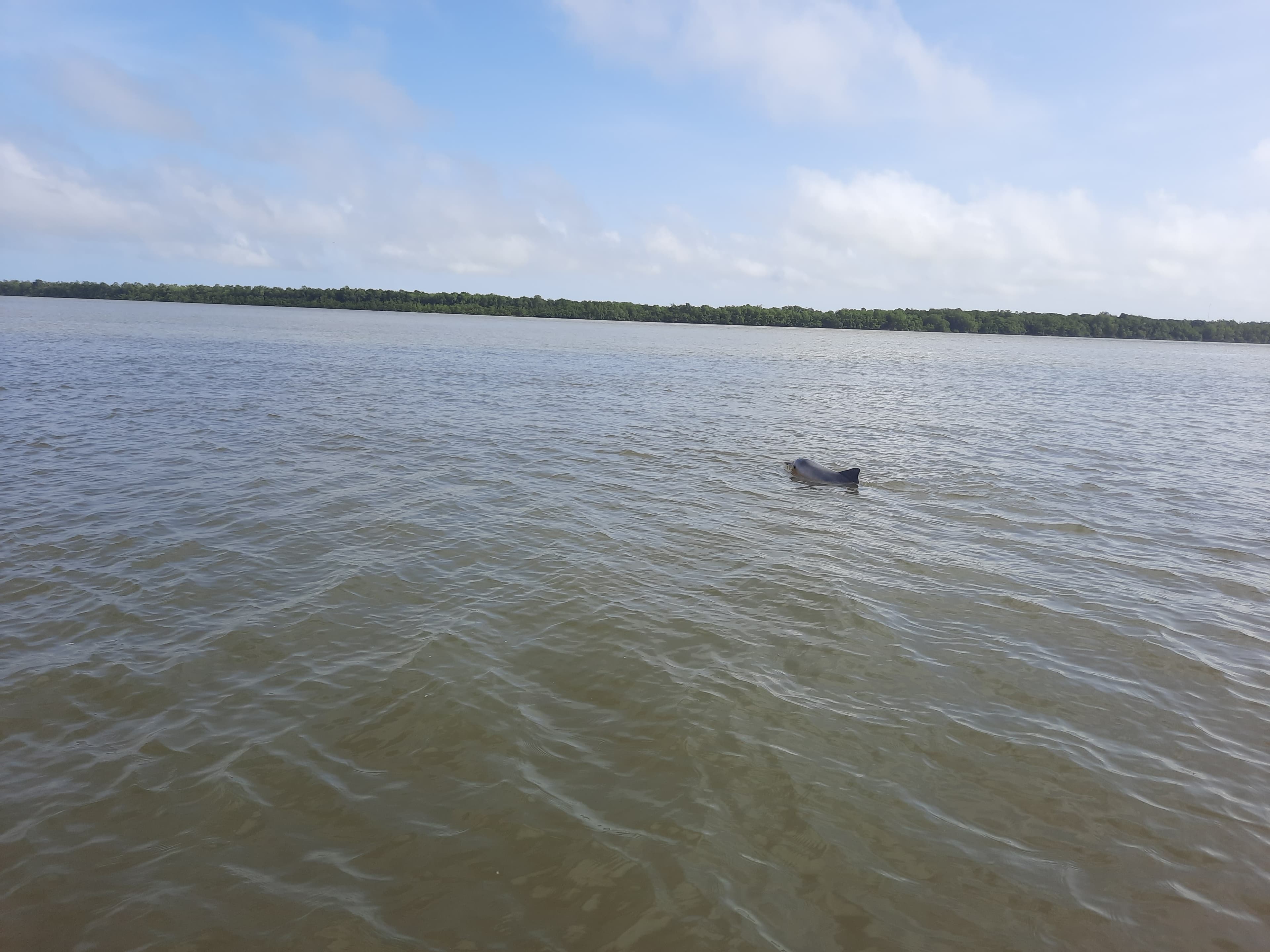 Spot River Dolphins on a Boat Tour
