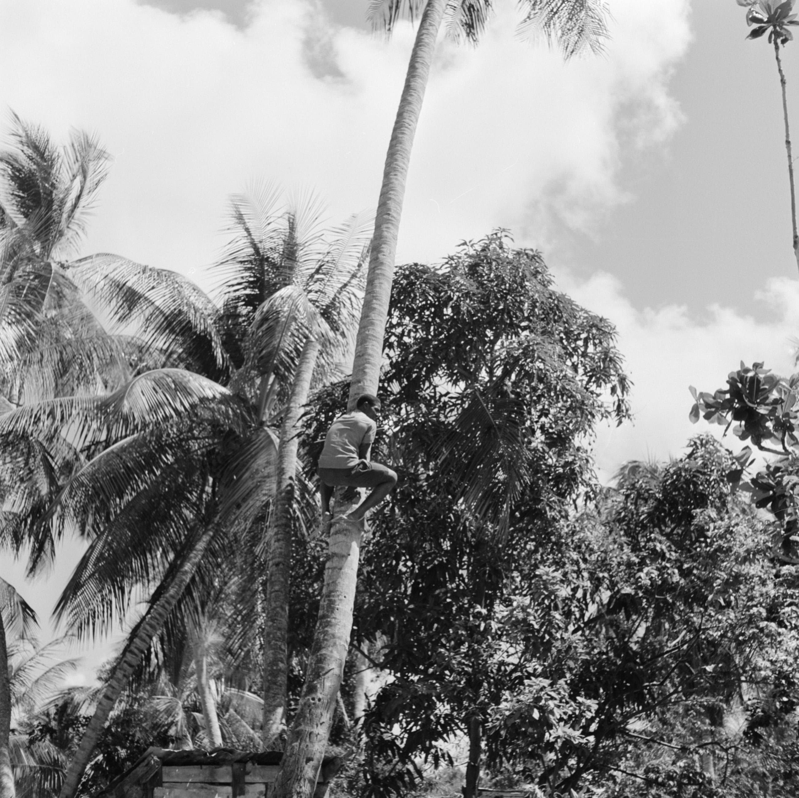 Learn About Coconut Oil Production