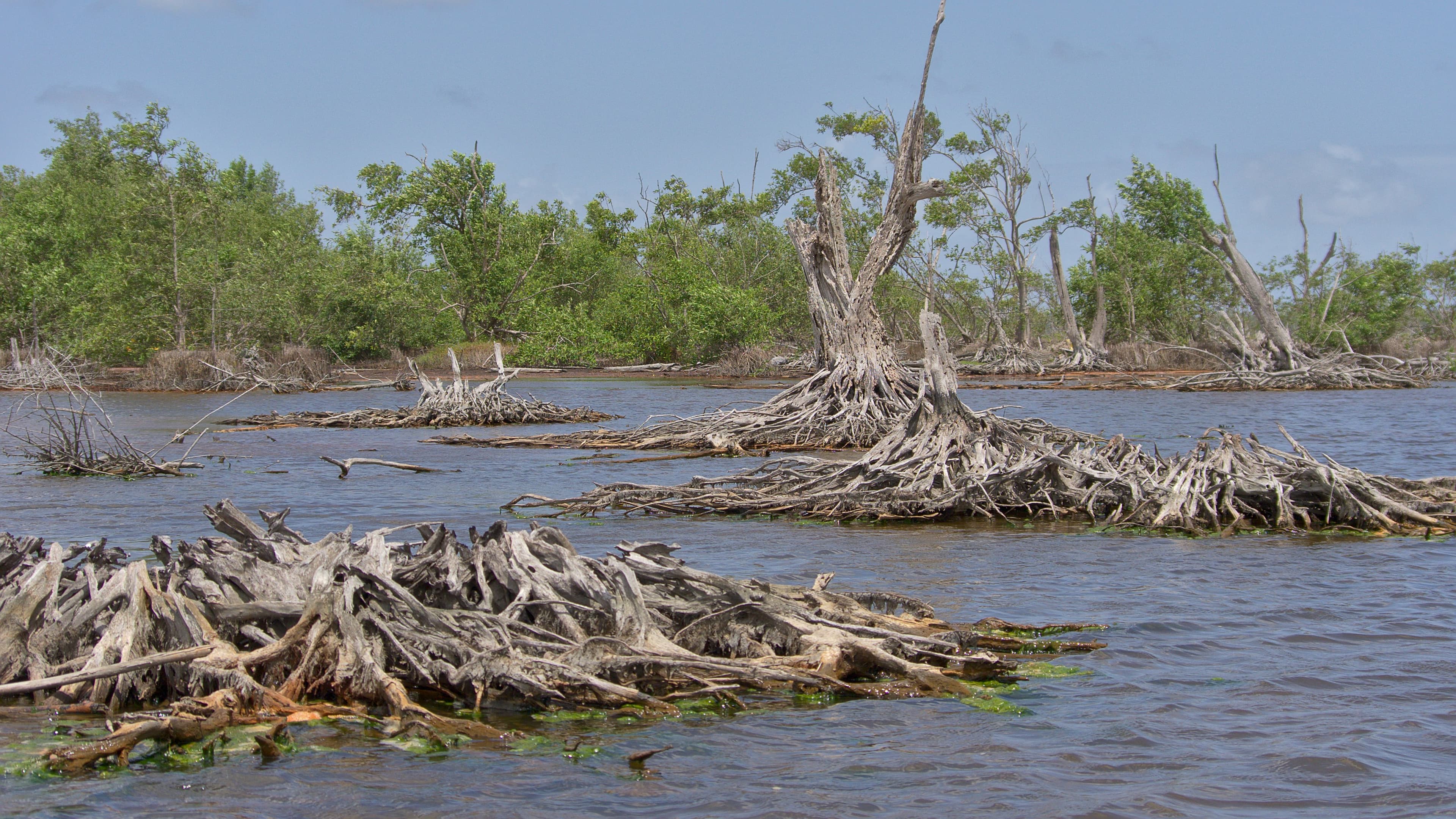 Visit the Mangrove Museum