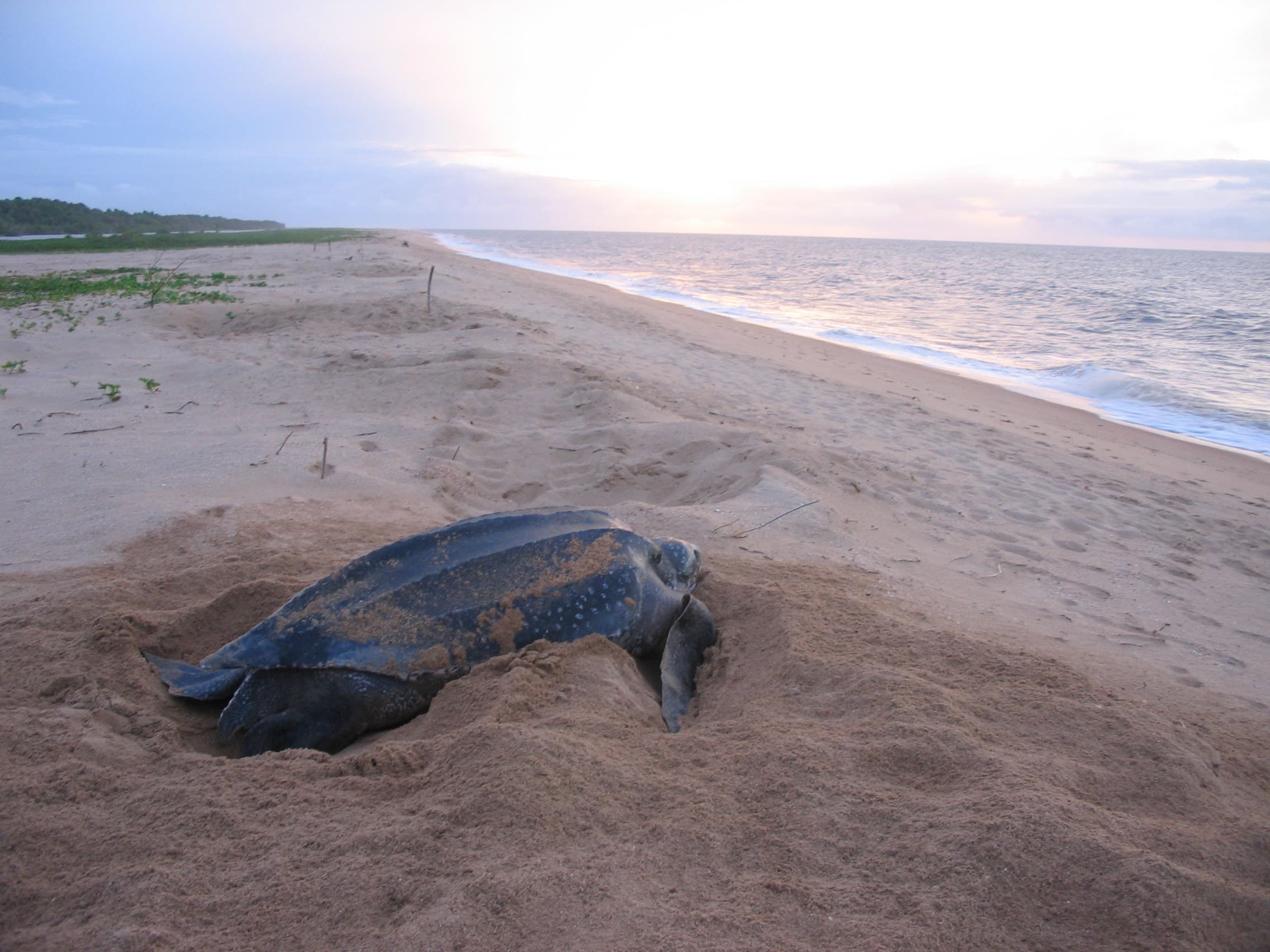 Watch Sea Turtles Nest at Galibi