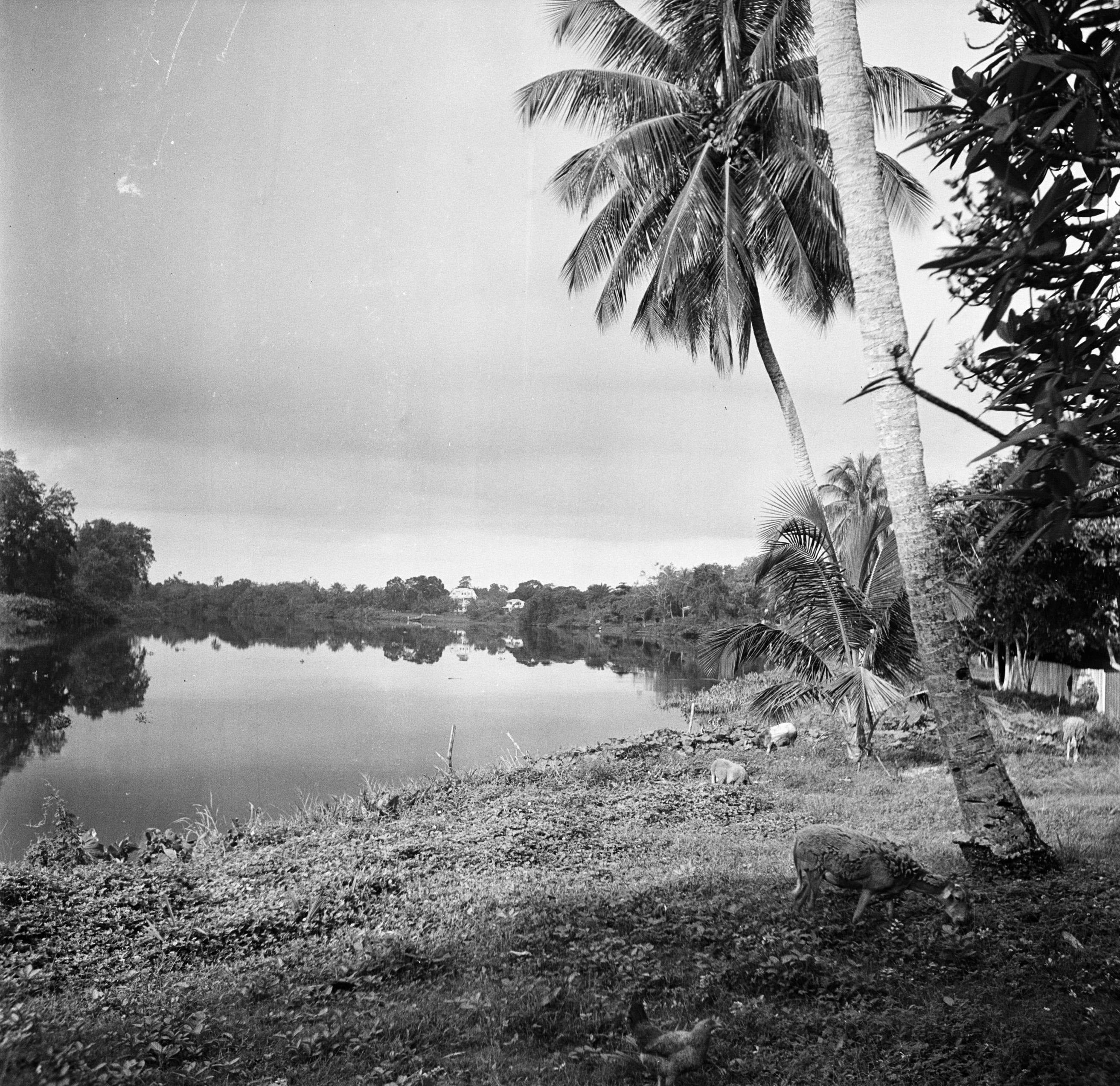 Take an Early Morning Boat on the Saramacca River
